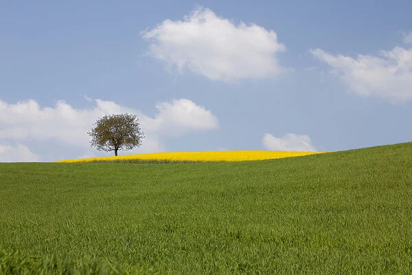 Single tree and a field of Rape or Canola -Brassica napus-
