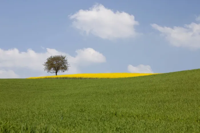 Framed Print : Single tree and a field of Rape or Canola -Brassica napus- Framed Print : Single tree and a field of Rape or Canola -Brassica napus-