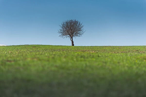 single tree on a grass field
