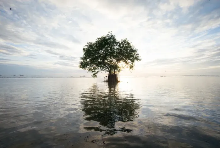 Framed Print : single tree on the water Framed Print : single tree on the water