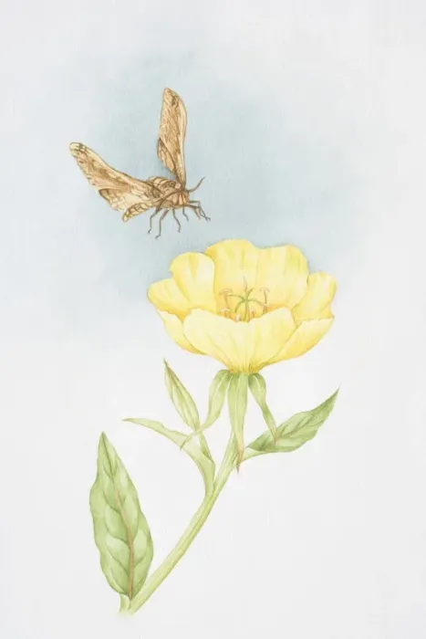 Framed Print : Single yellow flower of Oenothera speciosa Rosea, Evening Primrose, moth flying overhead Framed Print : Single yellow flower of Oenothera speciosa Rosea, Evening Primrose, moth flying overhead