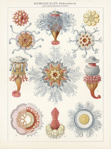 Siphonophorae, chromolithograph, published in 1900