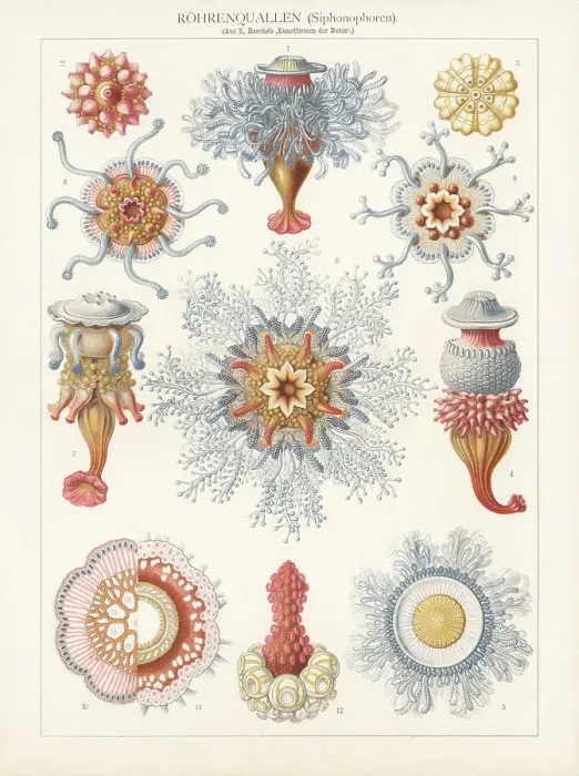 Framed Print : Siphonophorae, chromolithograph, published in 1900 Framed Print : Siphonophorae, chromolithograph, published in 1900