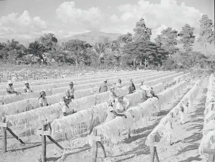 Framed Print : Sisal Drying in Haiti Framed Print : Sisal Drying in Haiti
