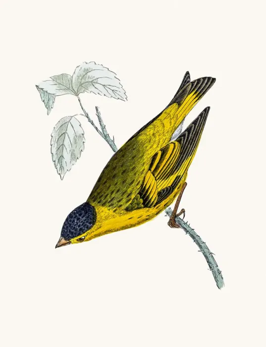 Framed Print : Siskin bird Framed Print : Siskin bird