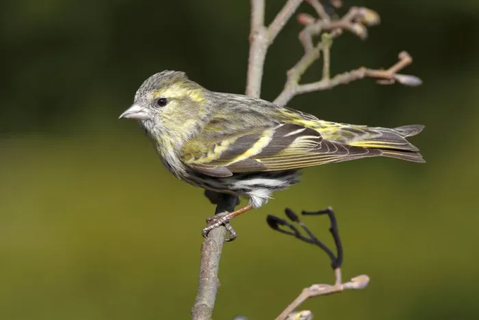Framed Print : Siskin -Carduelis spinus-, female perched on an alder branch