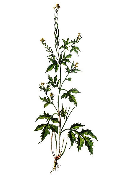 Sisymbrium officinale, known as hedge mustard