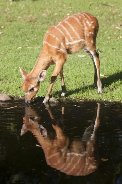 Framed Print : Sitatunga or marshbuck (Tragelaphus spekii), femal, drinking Framed Print : Sitatunga or marshbuck (Tragelaphus spekii), femal, drinking