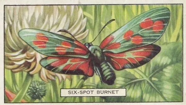 Prints of Six-Spot Burnet Butterfly, Butterflies and Moths series, Gallaher  Collectible Tobacco Card, 1938