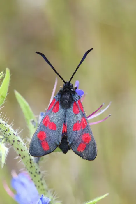 Framed Print : Six-spot Burnet -Zygaena filipendulae, Anthrocera Filipendulae-, on a Vipers Bugloss -Echium vulgare-, North Rhine-Westphalia, Germany Framed Print : Six-spot Burnet -Zygaena filipendulae, Anthrocera Filipendulae-, on a Vipers Bugloss -Echium vulgare-, North Rhine-Westphalia, Germany