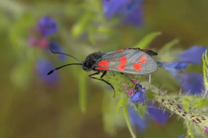 Framed Print : Six-spot Burnet -Zygaena filipendulae, Anthrocera Filipendulae-, on a Vipers Bugloss -Echium vulgare-, North Rhine-Westphalia, Germany Framed Print : Six-spot Burnet -Zygaena filipendulae, Anthrocera Filipendulae-, on a Vipers Bugloss -Echium vulgare-, North Rhine-Westphalia, Germany
