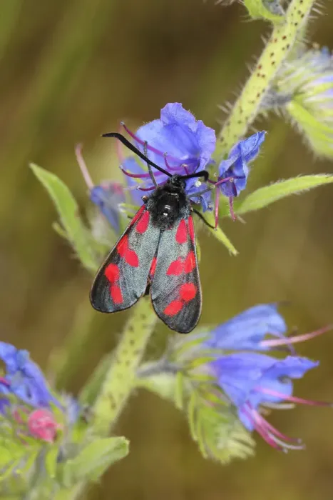 Framed Print : Six-spot Burnet -Zygaena filipendulae, Anthrocera Filipendulae-, on a Vipers Bugloss -Echium vulgare-, North Rhine-Westphalia, Germany