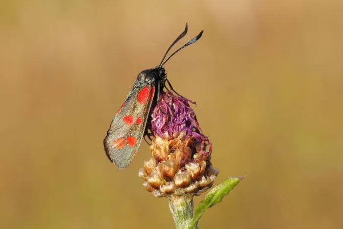 Framed Print : Six-spot Burnet -Zygaena filipendulae, Anthrocera filipendulae- perched on a meadow plant, Altenseelbach, Neunkirchen, North Rhine-Westphalia, Germany