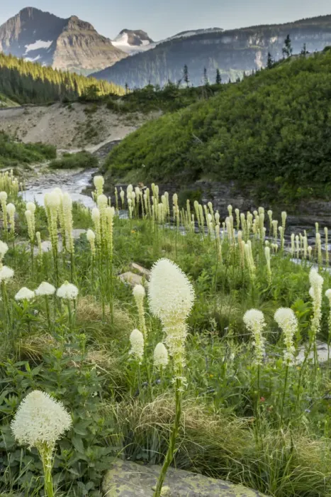 Framed Print : Siyeh Creek and bear grass (Xerophyllum tenax), Glacier National Park, Montana, USA Framed Print : Siyeh Creek and bear grass (Xerophyllum tenax), Glacier National Park, Montana, USA