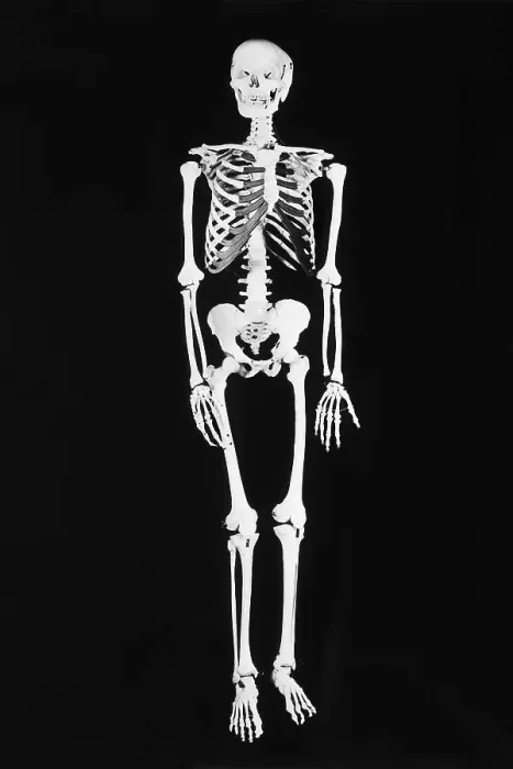 Framed Print : Skeleton On Black Background Framed Print : Skeleton On Black Background