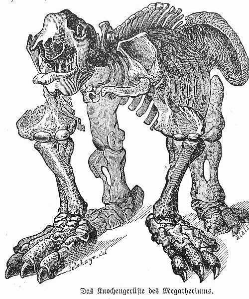Skeleton of dinosaur Megatherium
