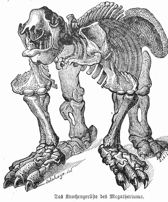 Framed Print : Skeleton of dinosaur Megatherium Framed Print : Skeleton of dinosaur Megatherium