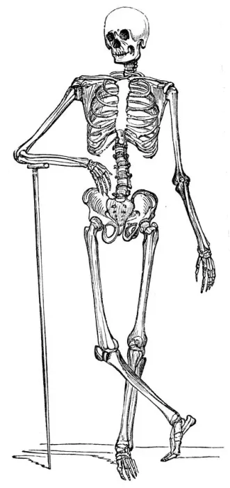 Framed Print : Skeleton engraving 1893 Framed Print : Skeleton engraving 1893