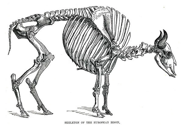 Skeleton of the european bison engraving 1896