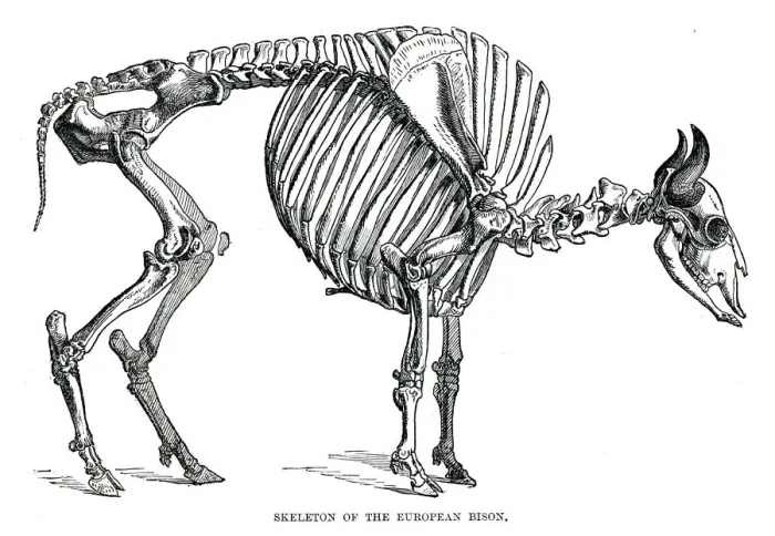 Framed Print : Skeleton of the european bison engraving 1896 Framed Print : Skeleton of the european bison engraving 1896