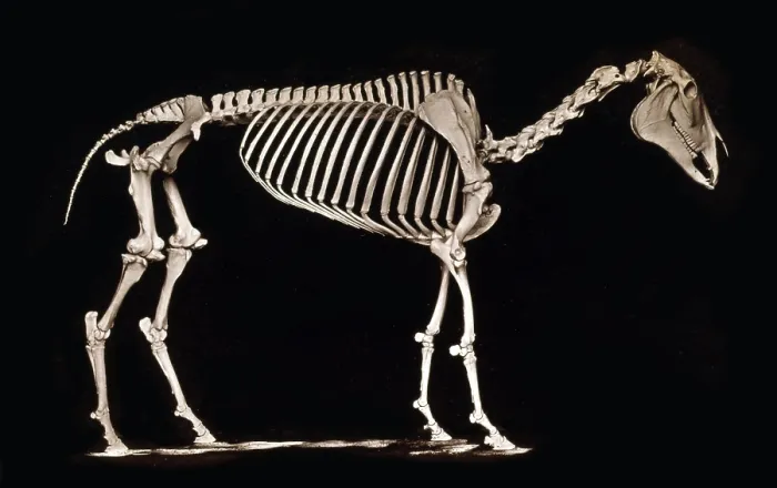 Framed Print : Skeleton of horse. Standing Framed Print : Skeleton of horse. Standing