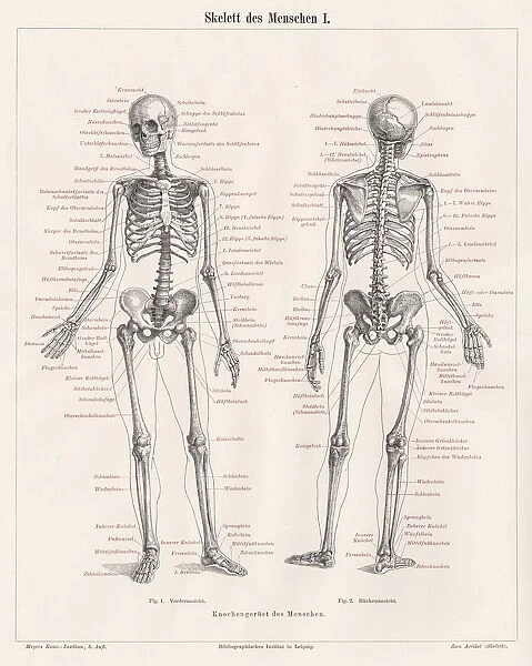 Skeleton of men engraving 1895