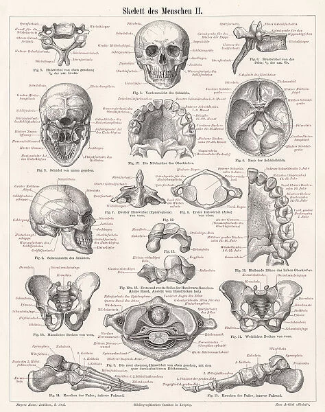 Skeleton of men engraving 1895