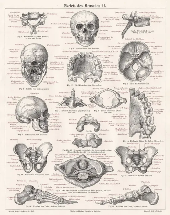 Framed Print : Skeleton of men engraving 1895 Framed Print : Skeleton of men engraving 1895