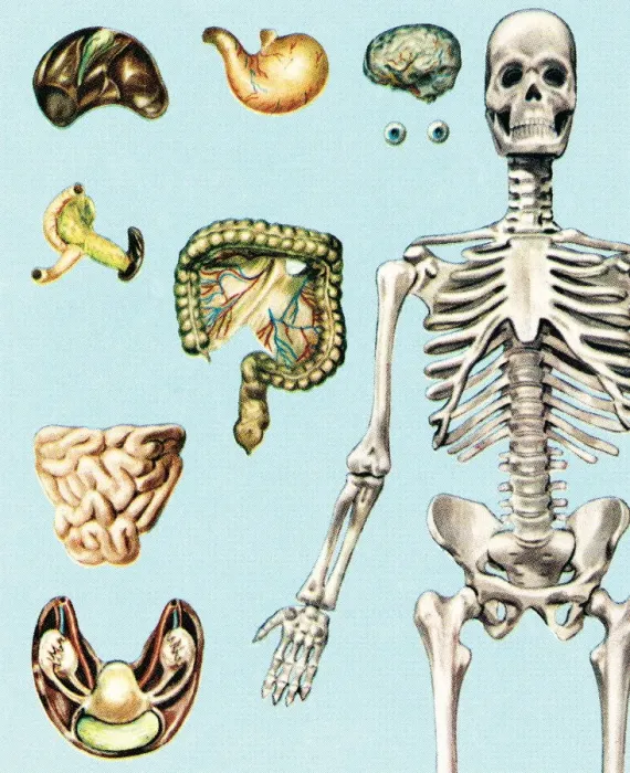 Framed Print : Skeleton and organs Framed Print : Skeleton and organs