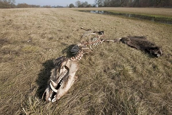 Skeleton of a perished Wild Boar -Sus scrofa-, Elbe river floodplains near Dessau-Rosslau, Middle Elbe Biosphere Reserve, Saxony-Anhalt, Germany