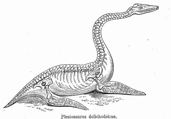 Skeleton of Plesiosaurus dolichdodeirus