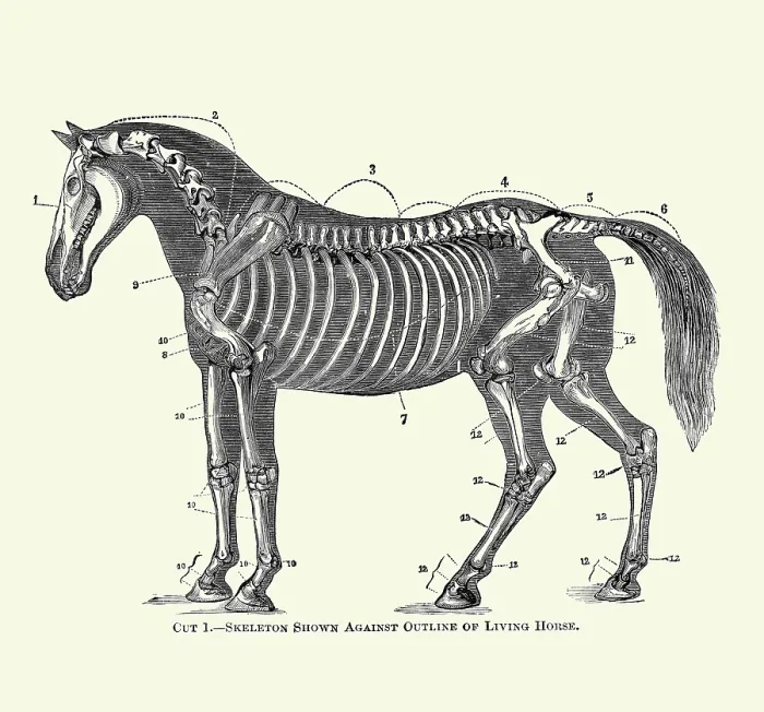 Framed Print : Skeleton Shown Against Outline of Living Horse Framed Print : Skeleton Shown Against Outline of Living Horse