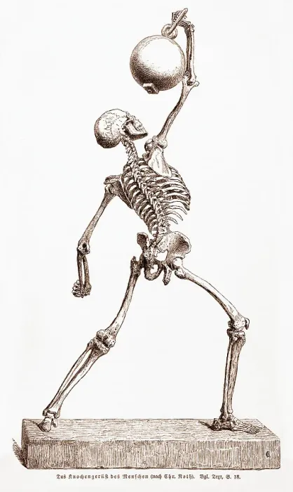 Framed Print : Skeleton Standing, Flexing Muscles Framed Print : Skeleton Standing, Flexing Muscles