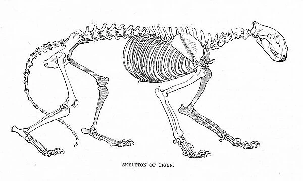 Skeleton of tiger engraving 1894d