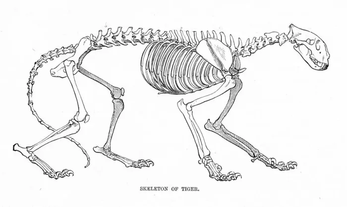 Framed Print : Skeleton of tiger engraving 1894d Framed Print : Skeleton of tiger engraving 1894d