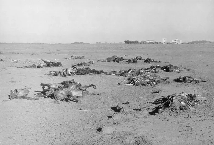 Framed Print : Skeletons Resulting from Drought Framed Print : Skeletons Resulting from Drought