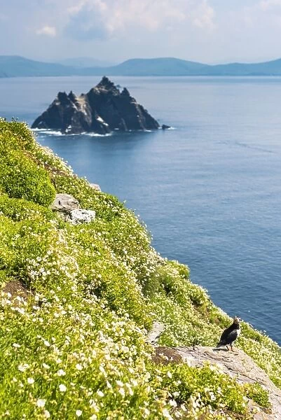 Skellig Michael (Great Skellig), Skellig islands, County Kerry, Munster province, Ireland, Europe. A puffin on the green cliffs with little Skellig on the background