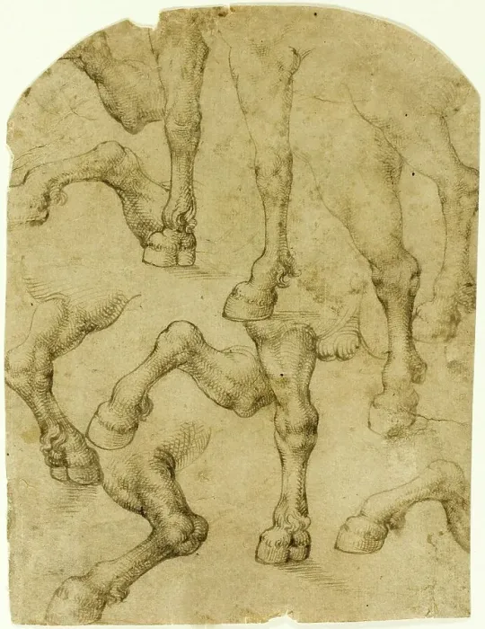 Framed Print : Sketches of horse legs or dromedary legs, after Leonardo da Vinci, 1452-1519, Italy, Historical, digitally restored reproduction from a 19th century original