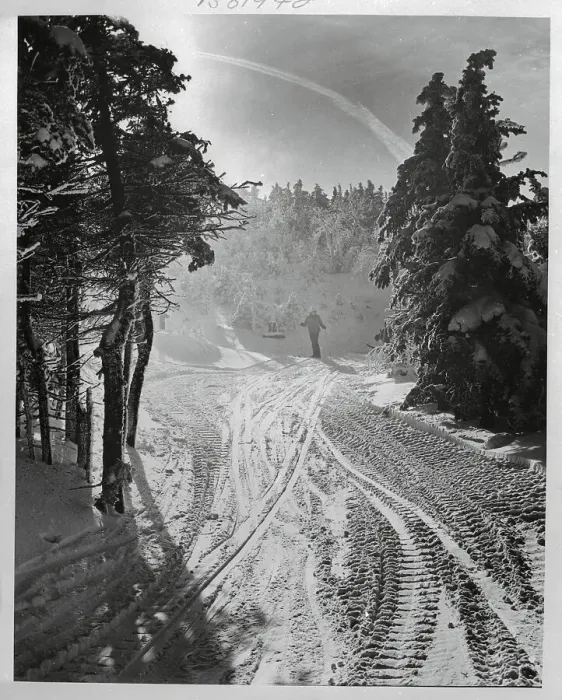 Framed Print : Skier in Middle of Snowy Forest Framed Print : Skier in Middle of Snowy Forest