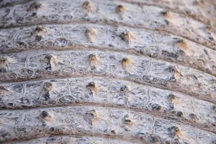 Framed Print : Skin of a Nile Crocodile -Crocodylus niloticus-, crocodile farm, Otjiwarongo, Namibia