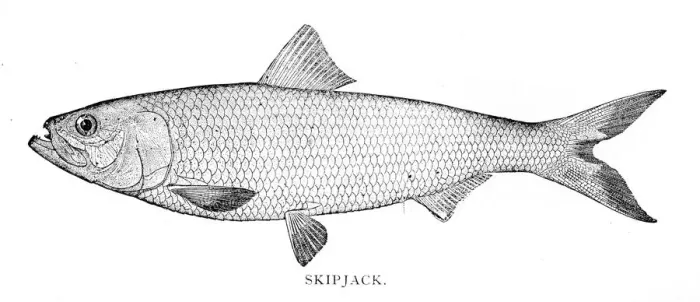 Framed Print : Skipjack engraving 1898