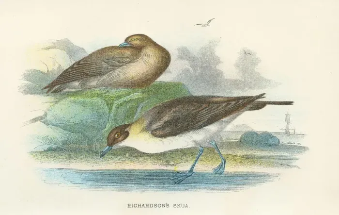 Framed Print : Skua birds from Great Britain 1897 Framed Print : Skua birds from Great Britain 1897