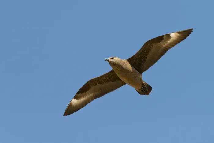 Framed Print : Skua -Stercorarius skua- in flight, Mykines, Faroe Islands, Denmark Framed Print : Skua -Stercorarius skua- in flight, Mykines, Faroe Islands, Denmark