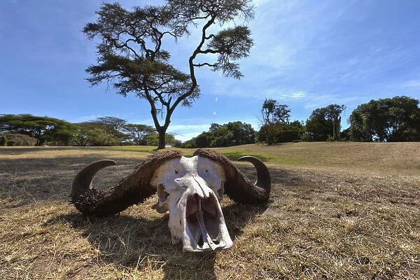 Skull of an African Buffalo -Syncerus caffer-, Masai Mara National Reserve, Kenya, East Africa, Africa