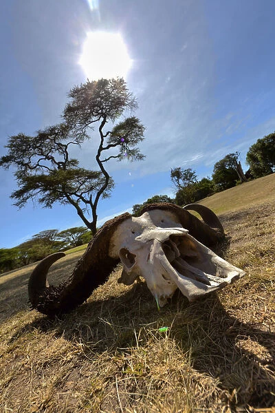 Skull of an African Buffalo -Syncerus caffer-, Masai Mara National Reserve, Kenya, East Africa, Africa