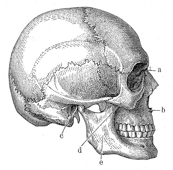 Skull anatomy engraving 1857