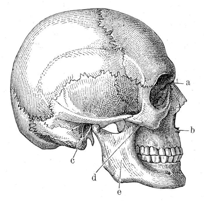 Framed Print : Skull anatomy engraving 1857