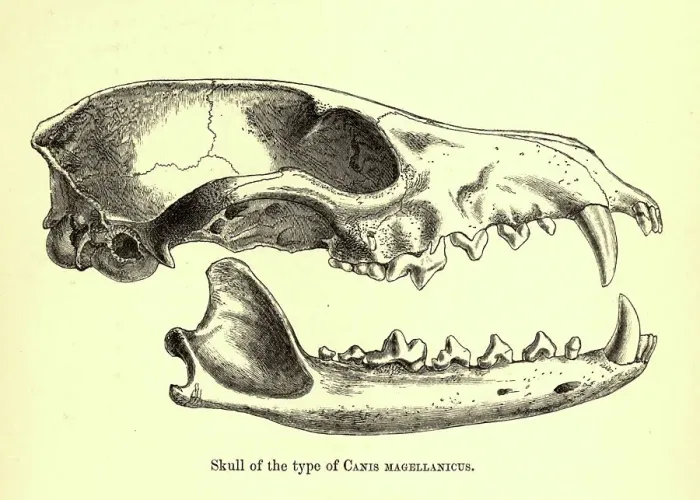 Framed Print : Skull of Canis magellanicus, 19th century illustration Framed Print : Skull of Canis magellanicus, 19th century illustration