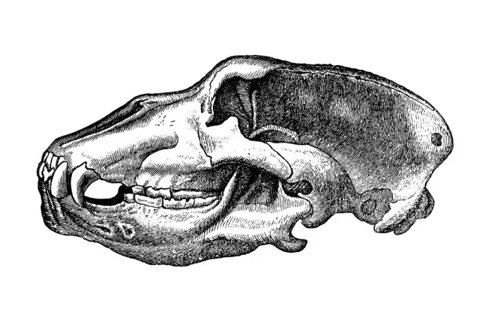 Framed Print : Skull cave bear (Ursus spelaeus) Framed Print : Skull cave bear (Ursus spelaeus)