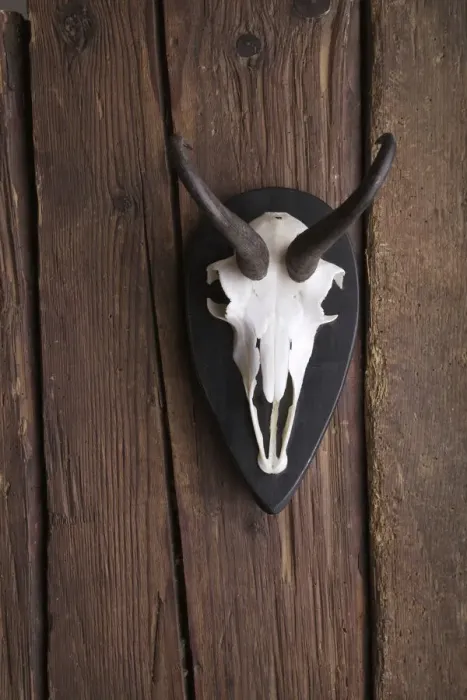 Framed Print : Skull of a Chamois -Rupicapra rubicapra- on a rustic wooden wall Framed Print : Skull of a Chamois -Rupicapra rubicapra- on a rustic wooden wall